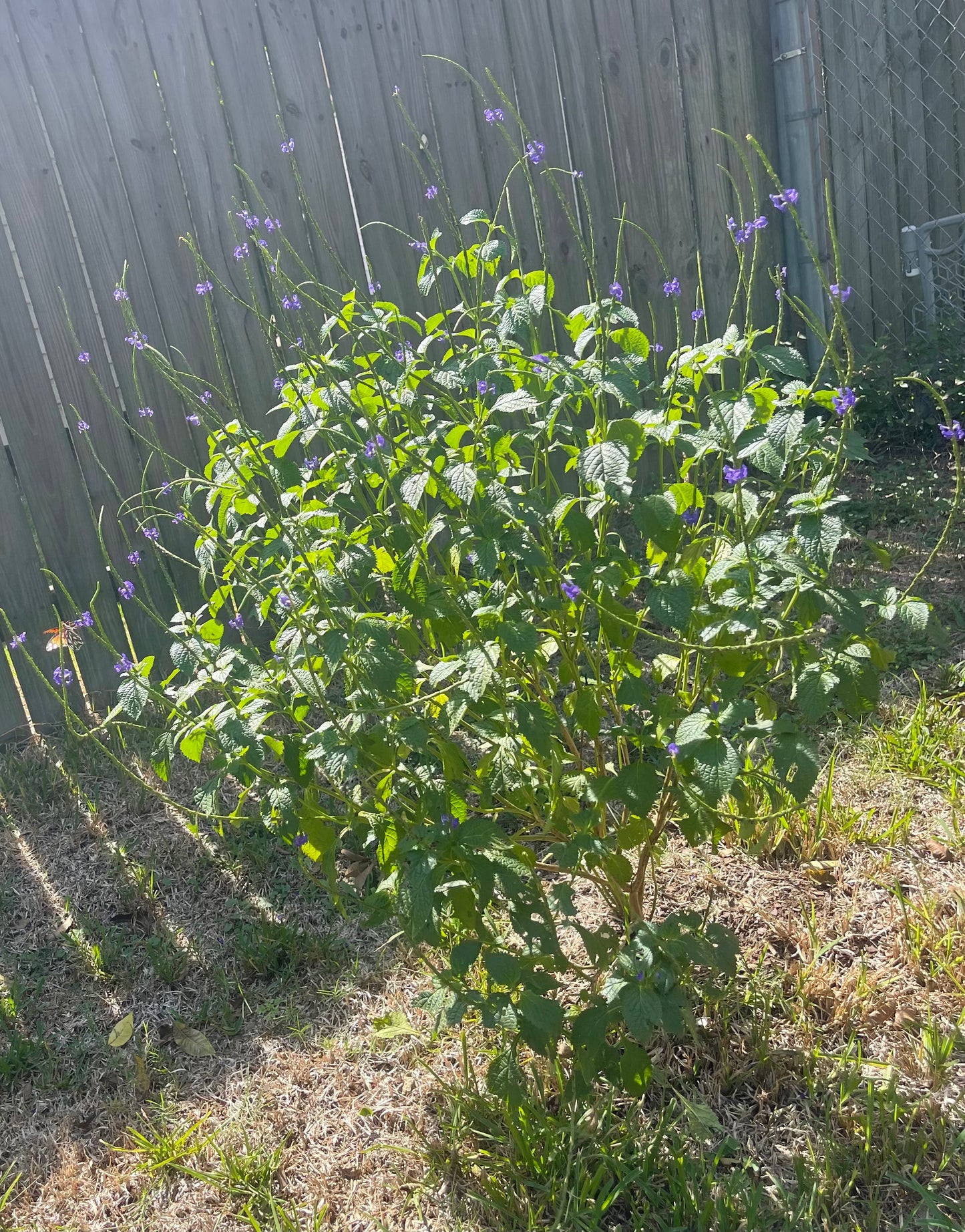 Jamaican Blue Vervain plant