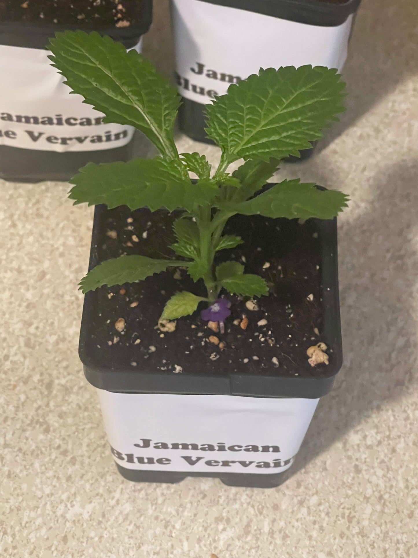 Jamaican Blue Vervain plant